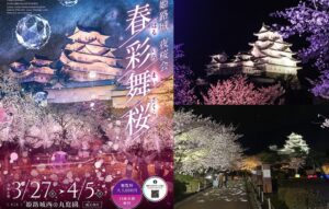姫路城の丸庭園で、夜桜のライトアップイベント開催中 ！4月5日まで