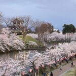新潟の日本三大夜桜「高田城址公園」が満開です！平年より6日も早く
