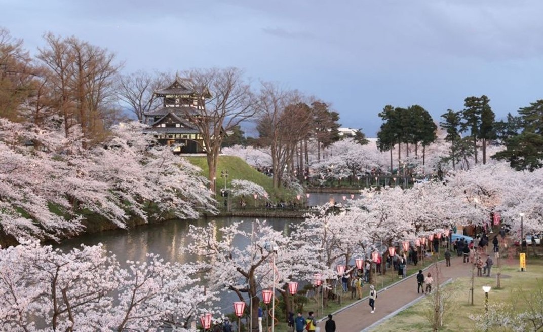 新潟の日本三大夜桜「高田城址公園」が満開です!平年より6日も早く