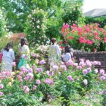 横浜イングリッシュガーデン「ローズ・フェスティバル」開催！ 4/25日～
