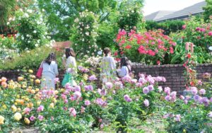 横浜イングリッシュガーデン「ローズ・フェスティバル」開催！ 4/25日～