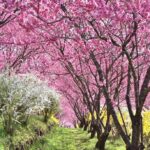 群馬・中之条ガーデンズで「花桃の丘まつり」1000本の花桃が幻想的