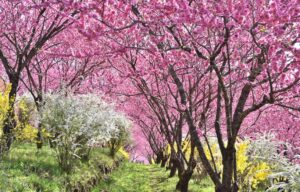 群馬・中之条ガーデンズで「花桃の丘まつり」1000本の花桃が幻想的