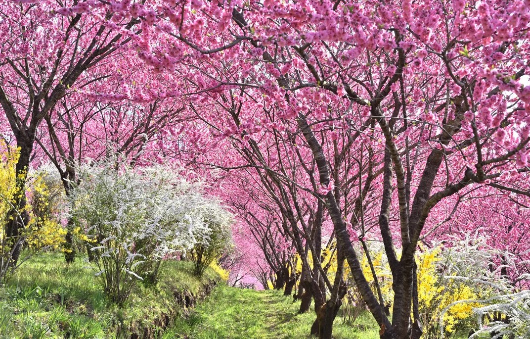 群馬・中之条ガーデンズで「花桃の丘まつり」1000本の花桃が幻想的
