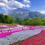 埼玉・秩父市の羊山公園で「芝桜まつり」開催中！5/6日まで