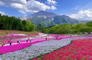 埼玉・秩父市の羊山公園で「芝桜まつり」開催中！5/6日まで