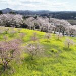 栃木県、益子の小宅古墳群で「菜の花・桜まつり」開催中！4/19日まで
