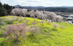 栃木県、益子の小宅古墳群で「菜の花・桜まつり」開催中!4/19日まで