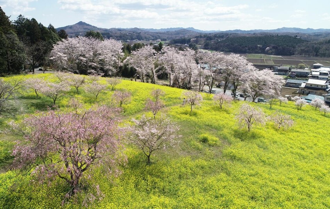 栃木県、益子の小宅古墳群で「菜の花・桜まつり」開催中！4/19日まで