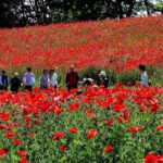 東京・昭和記念公園で、約180万本の赤い絨毯　シャレーポピーが見頃！