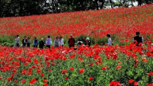 東京・昭和記念公園で、約180万本の赤い絨毯　シャレーポピーが見頃！