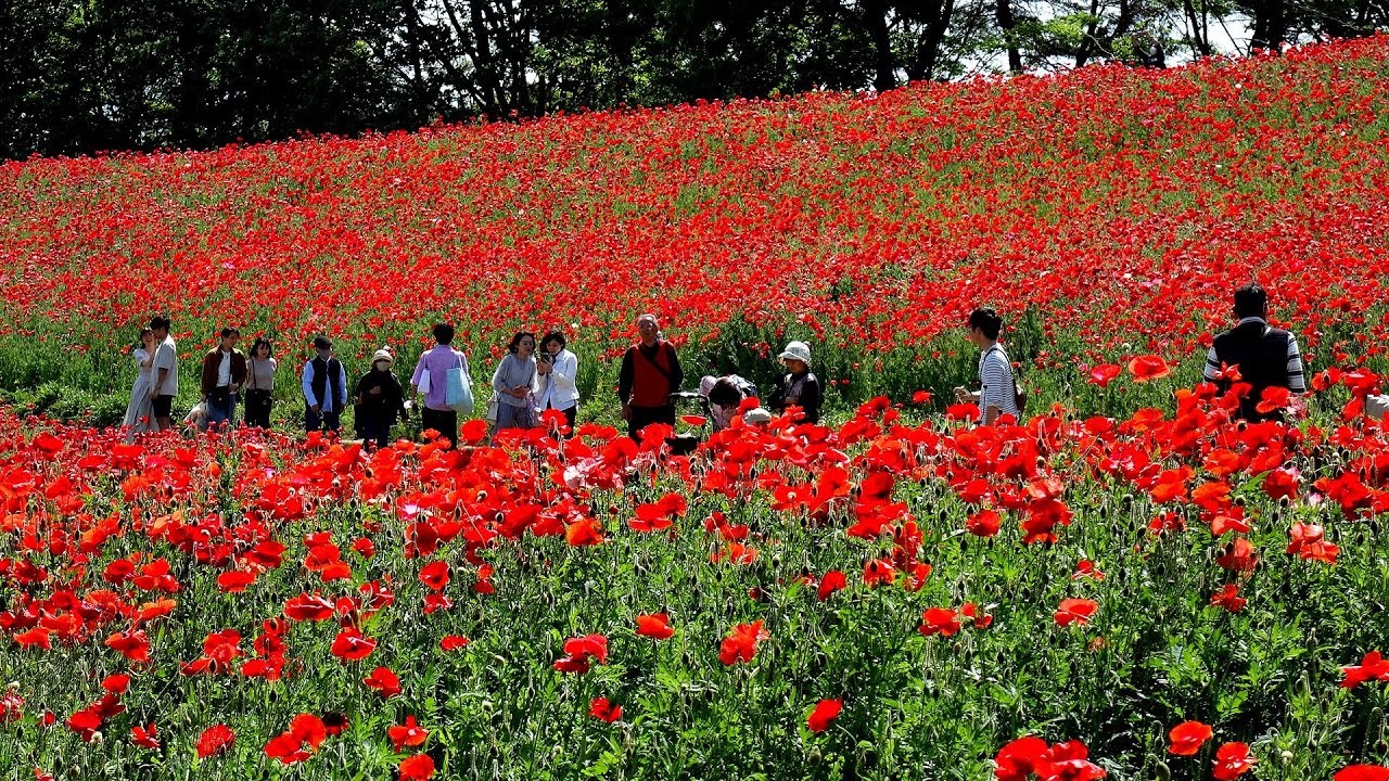 東京・昭和記念公園で、約180万本の赤い絨毯　シャレーポピーが見頃！
