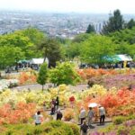 山形の「寒河江公園 つつじ園」で、赤や黄色のツツジが満開です！