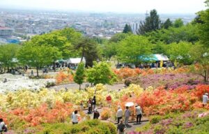 山形の「寒河江公園 つつじ園」で、赤や黄色のツツジが満開です！