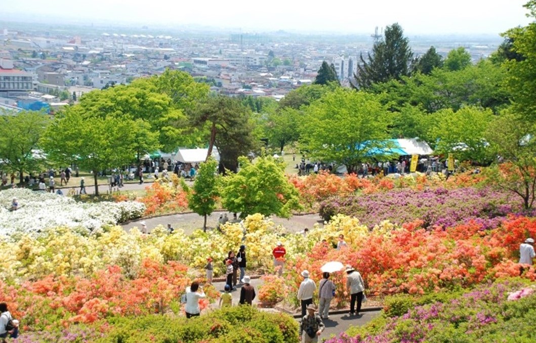 山形の「寒河江公園 つつじ園」で、赤や黄色のツツジが満開です！