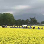 盛岡市「東北農業研究センター」の菜の花畑、5/9日限定で一般公開！