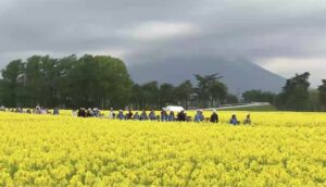 盛岡市「東北農業研究センター」の菜の花畑、5/9日限定で一般公開！