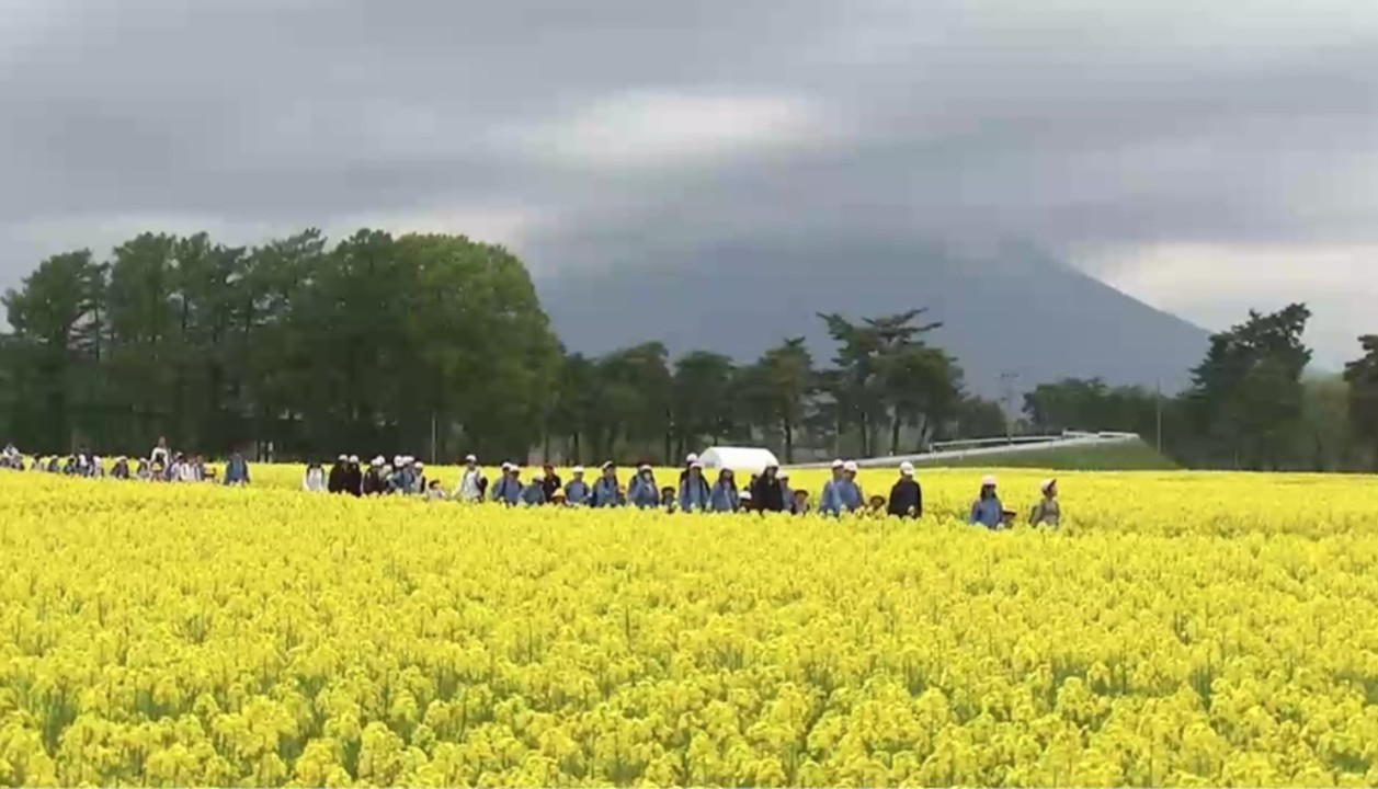 盛岡市「東北農業研究センター」の菜の花畑、5/9日限定で一般公開！