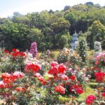 9月末で閉園！ 静岡県「河津バガテル公園」で、最後のバラが見ごろ