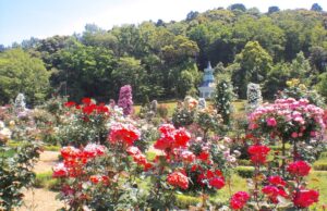 9月末で閉園！ 静岡県「河津バガテル公園」で、最後のバラが見ごろ