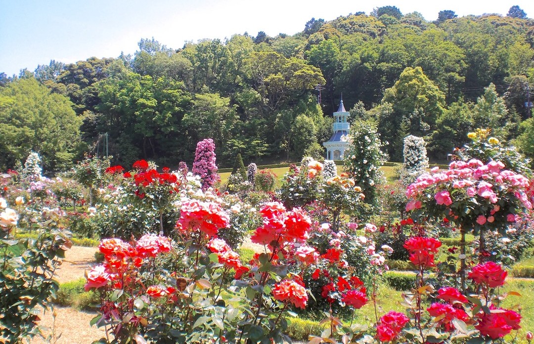 9月末で閉園! 静岡県「河津バガテル公園」で、最後のバラが見ごろ