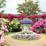 あしかがフラワーパーク「Rose Garden～春のバラまつり～」開催中