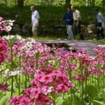 日光市の「上三依水生植物園」で、約3500株のクリンソウが見頃！