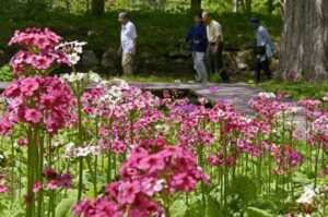 日光市の「上三依水生植物園」で、約3500株のクリンソウが見頃！