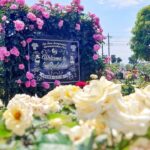埼玉・伊奈町　県内最大のバラ園で、5千株以上のバラが見頃！5/31日まで
