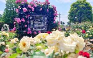 埼玉・伊奈町　県内最大のバラ園で、5千株以上のバラが見頃！5/31日まで