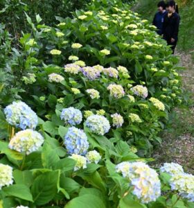 鹿児島県出水市の武家屋敷群の散策路「うぐいす谷」でアジサイ咲き始め！