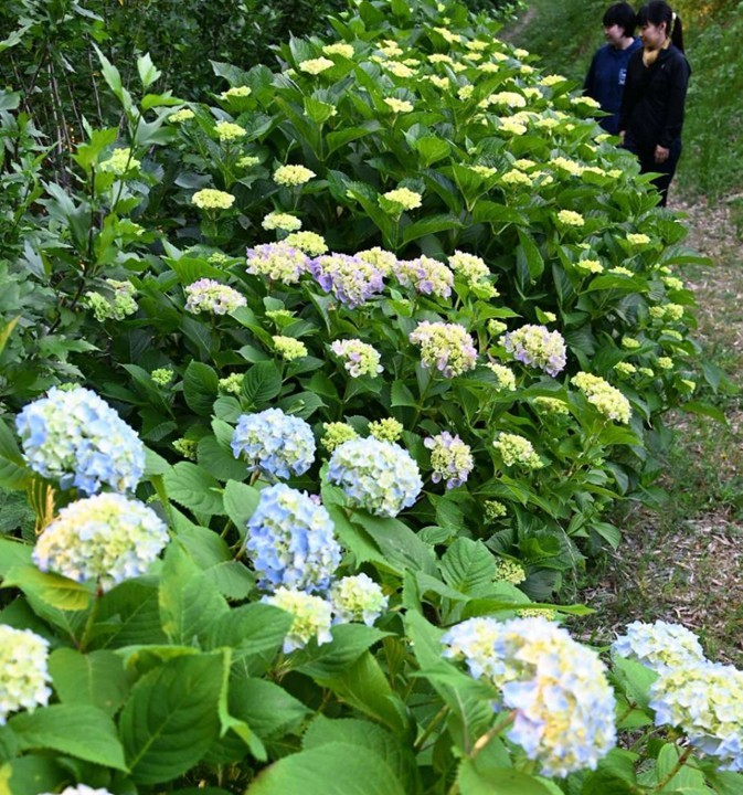 鹿児島県出水市の武家屋敷群の散策路「うぐいす谷」でアジサイ咲き始め!