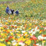大阪・富田林市の「サバーファーム」で、約1万株のポピーが見頃！