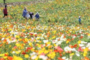 大阪・富田林市の「サバーファーム」で、約1万株のポピーが見頃！