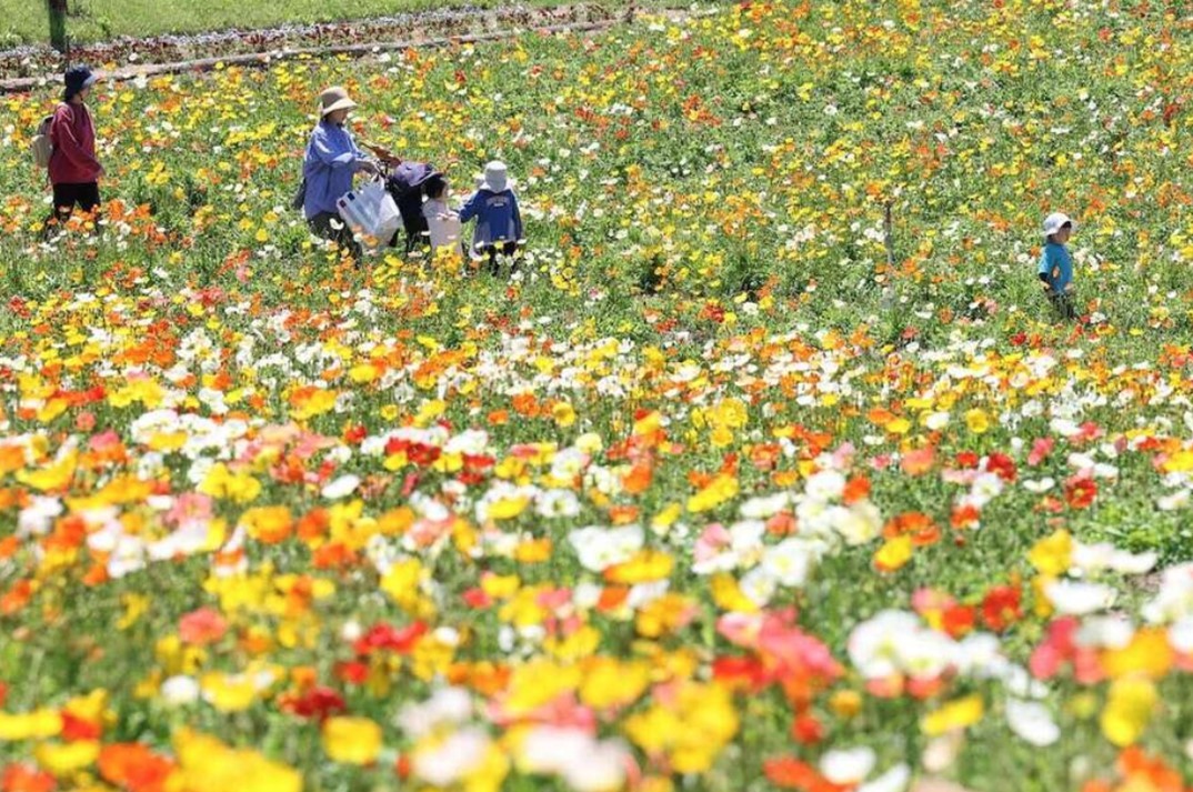 大阪・富田林市の「サバーファーム」で、約1万株のポピーが見頃！