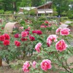 一関市の花と泉の公園で「ぼたん・しゃくやく祭り」開催中！5/24まで