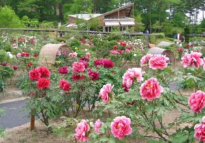 一関市の花と泉の公園で「ぼたん・しゃくやく祭り」開催中！5/24まで