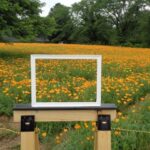 埼玉・長瀞町の花の里で、ハナビシソウが見頃です！フォトスポットも