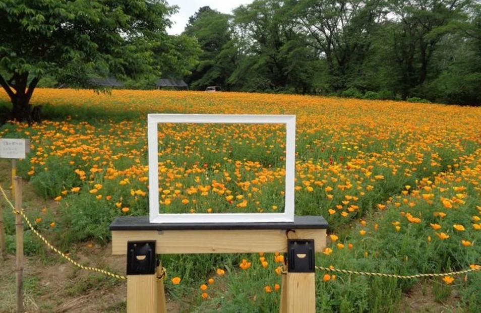 埼玉・長瀞町の花の里で、ハナビシソウが見頃です!フォトスポットも