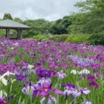 宇和島・南楽園で、約25万本のハナショウブが見ごろ！ライトアップも
