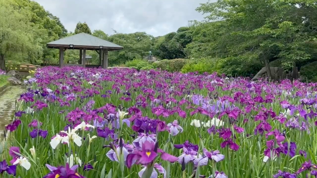 宇和島・南楽園で、約25万本のハナショウブが見ごろ!ライトアップも