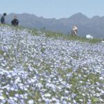 群馬・高崎市「鼻高展望花の丘」で、約70万本のネモフィラが見頃です！