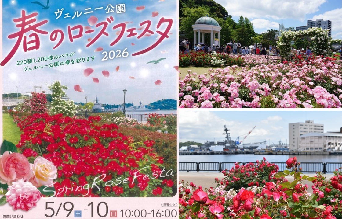 横須賀・ヴェルニー公園でバラの祭典　約1200株のバラが見頃！5/9日～