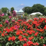 静岡「富士市中央公園」で、春バラ約200種類・約1800本が見ごろ！