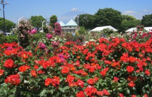 静岡「富士市中央公園」で、春バラ約200種類・約1800本が見ごろ！