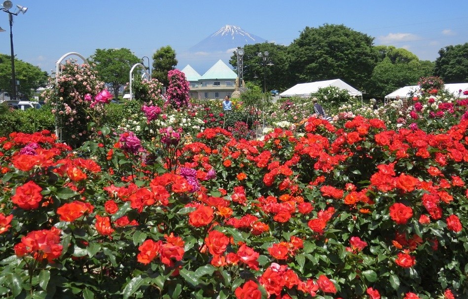 静岡「富士市中央公園」で、春バラ約200種類・約1800本が見ごろ!