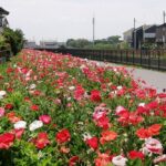 久喜市、葛西用水路沿いの「コスモスふれあいロード」でポピーが満開！