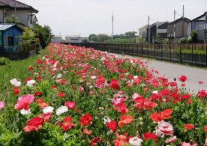久喜市、葛西用水路沿いの「コスモスふれあいロード」でポピーが満開！