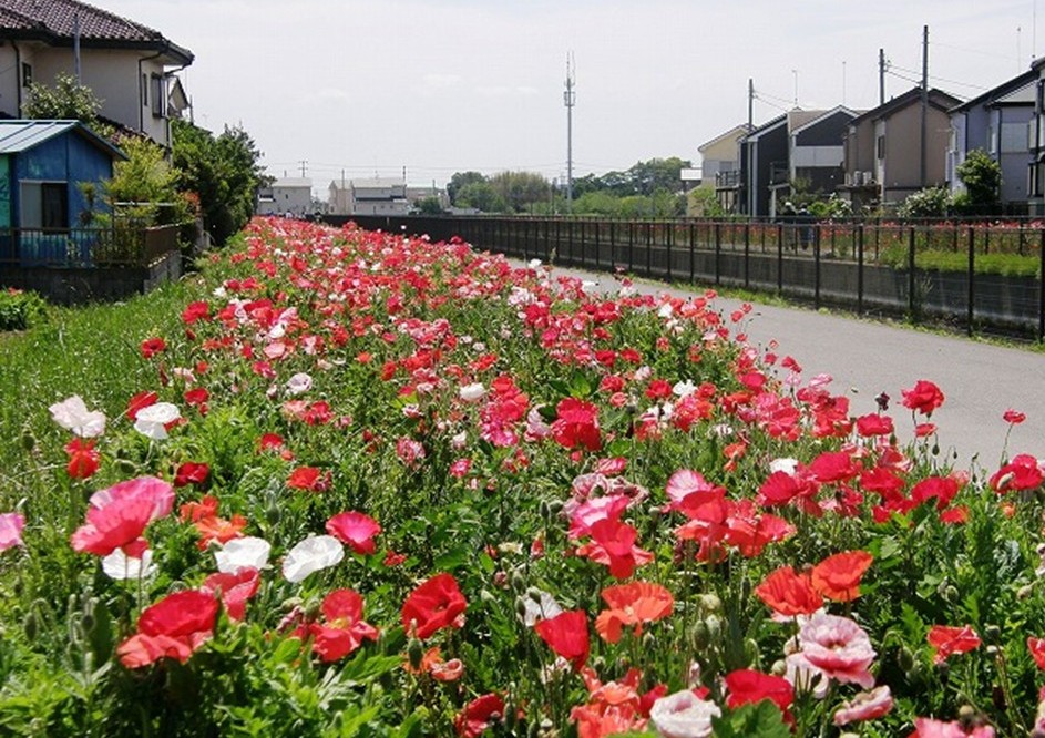 久喜市、葛西用水路沿いの「コスモスふれあいロード」でポピーが満開!