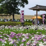 江戸川区の小岩菖蒲園で、100種5万本の花菖蒲が開花！ 5/30日～
